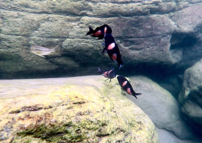 Tropheus sp. 'kirschfleck' Mahale Mountains NP